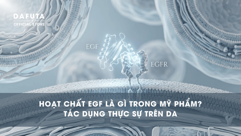 Hoạt Chất EGF Là Gì Trong Mỹ Phẩm? Tác Dụng Thực Sự Trên Da