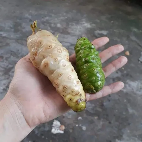 MẬT ONG LÊN MEN NHÀU