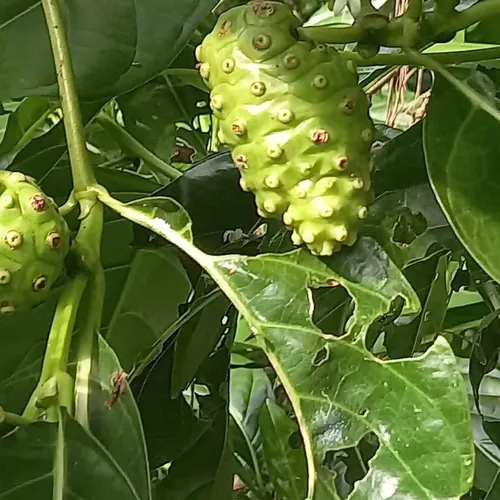 MẬT ONG LÊN MEN NHÀU