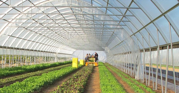 Màng PE làm nhà kính