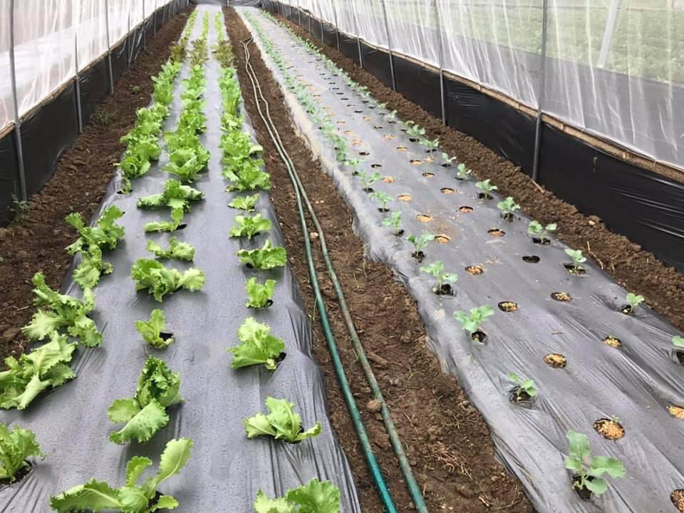 Màng quấn PE trong nông nghiệp