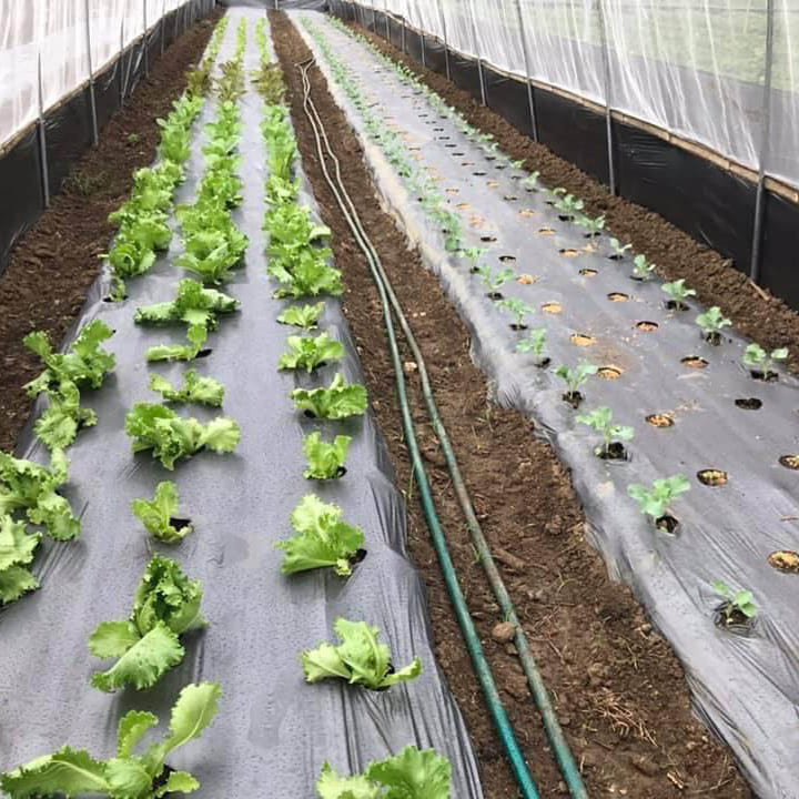 Màng PE phủ nông nghiệp