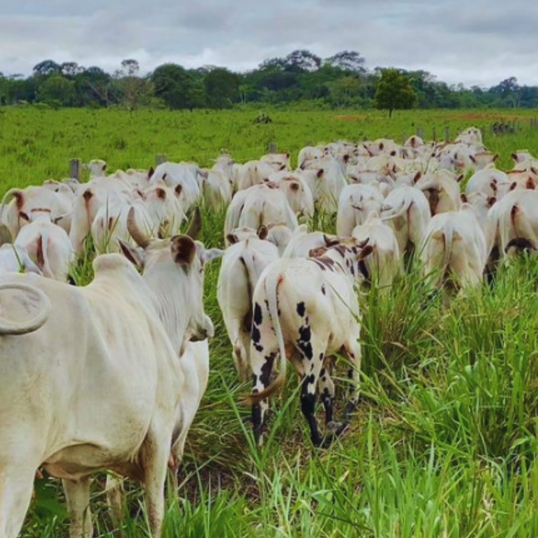 bò viên happy cow bò viên happy cow