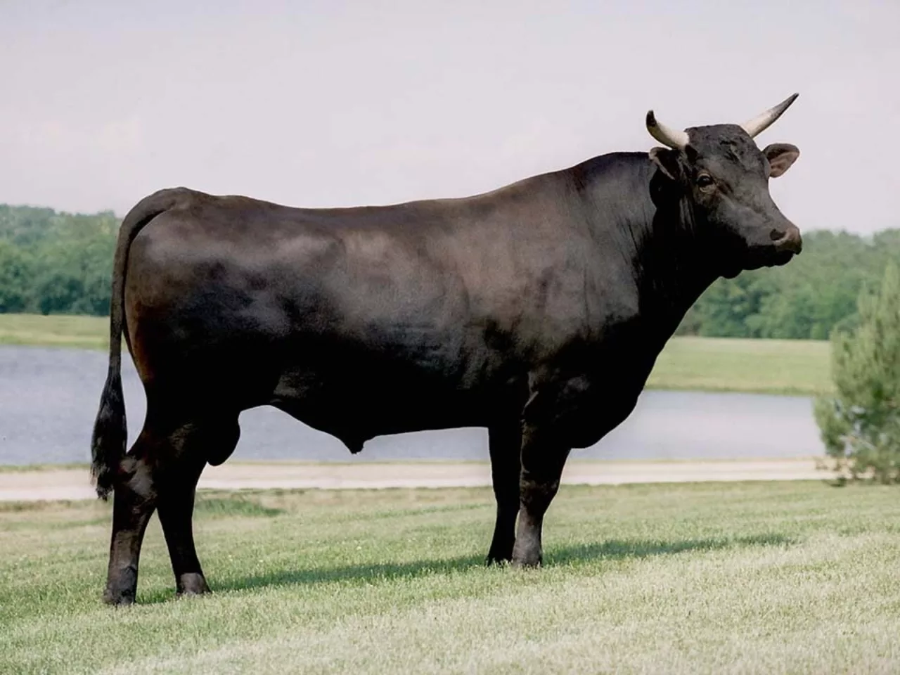 Bò Wagyu