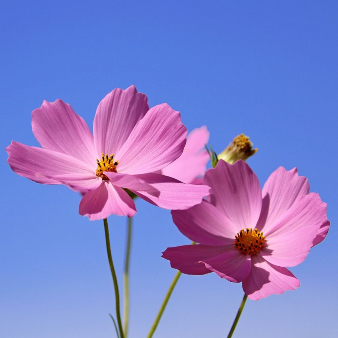 Ảnh đại diện của Chị Nguyễn Minh Anh