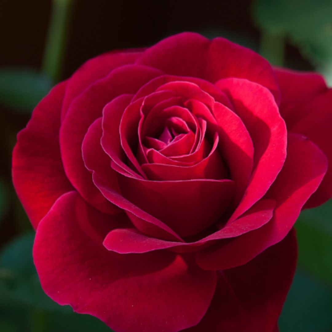 Ảnh đại diện của Chị Lê Thị Hồng Nhung