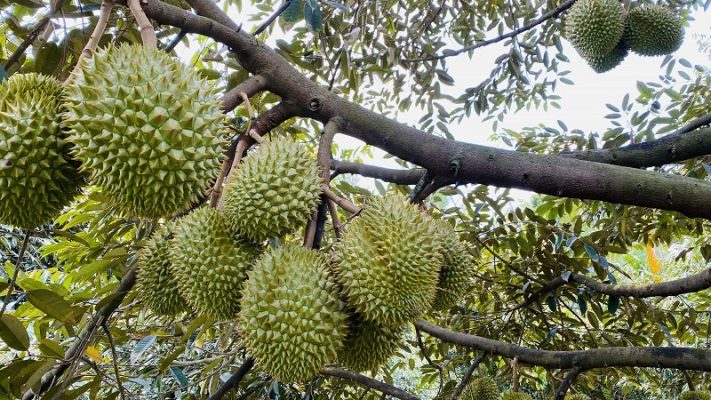 Sầu riêng Ri6 có hình thoi, to và tròn, cuống rất dày, vỏ sầu riêng màu xanh trông rất đẹp mắt. Sầu riêng Ri6 có hình thoi, to và tròn, cuống rất dày, vỏ sầu riêng màu xanh trông rất đẹp mắt.