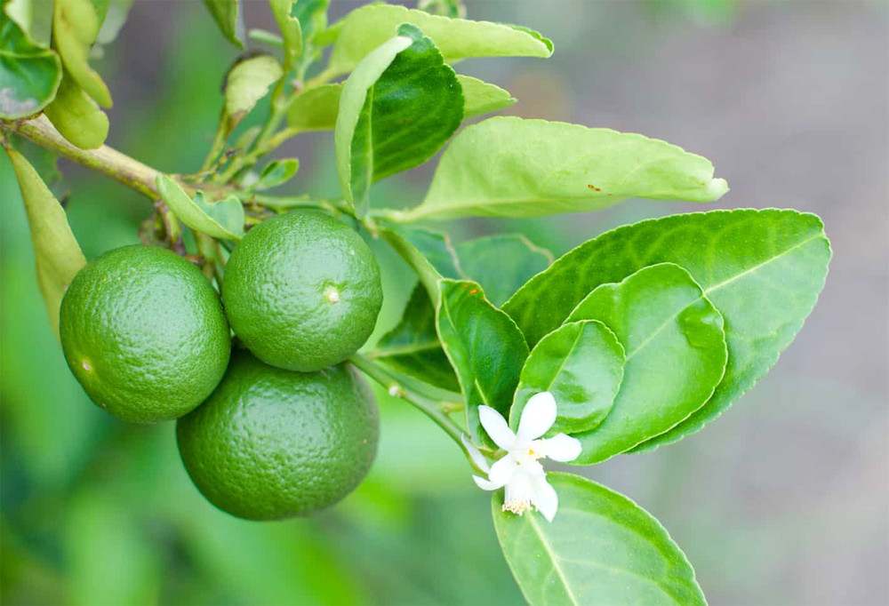 Chanh - Thực phẩm tốt cho não Chanh - Thực phẩm tốt cho não