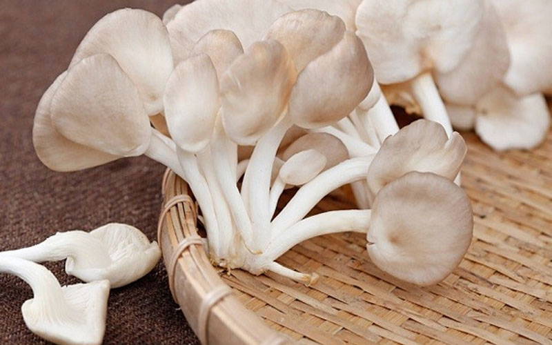 Nấm - Thực phẩm tốt cho sức khoẻ Nấm - Thực phẩm tốt cho sức khoẻ
