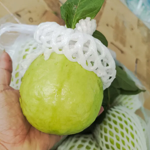 Ổi Lê
