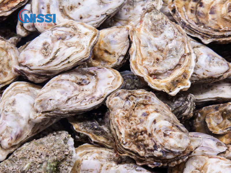 หอยนางรมเปลือกแข็ง หอยนางรมเปลือกแข็ง