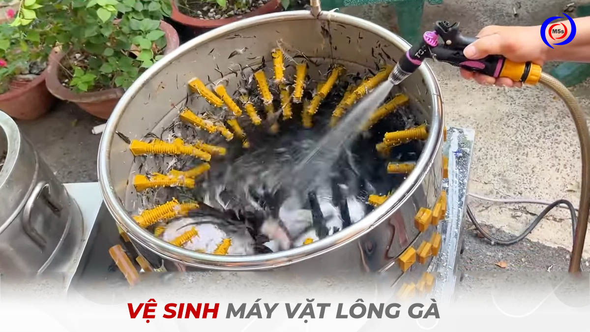 Vệ sinh máy vặt lông gà Vệ sinh máy vặt lông gà