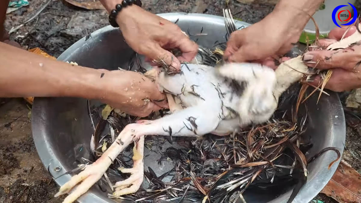 Cách làm sạch lông gà vịt bằng phương pháp thủ công Cách làm sạch lông gà vịt bằng phương pháp thủ công