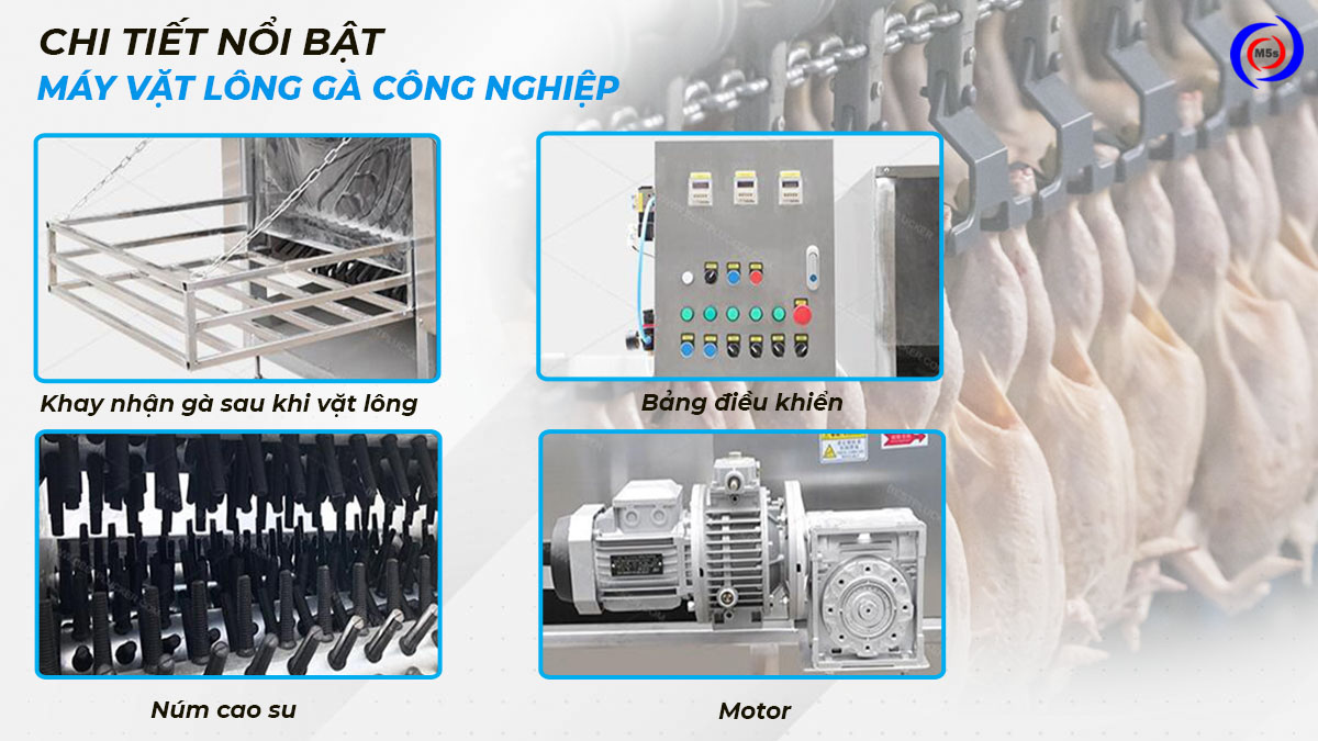 Chi tiết máy vặt lông gà công nghiệp Chi tiết máy vặt lông gà công nghiệp