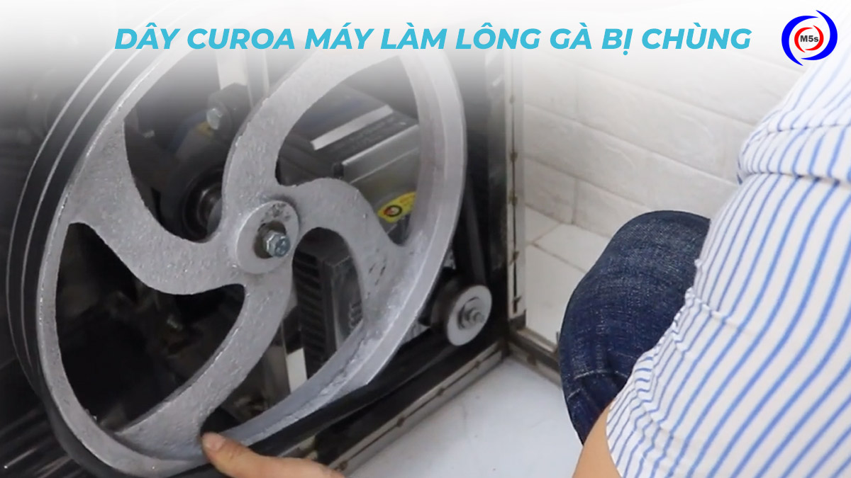 Dây curoa máy làm lông gà bị chùng Dây curoa máy làm lông gà bị chùng
