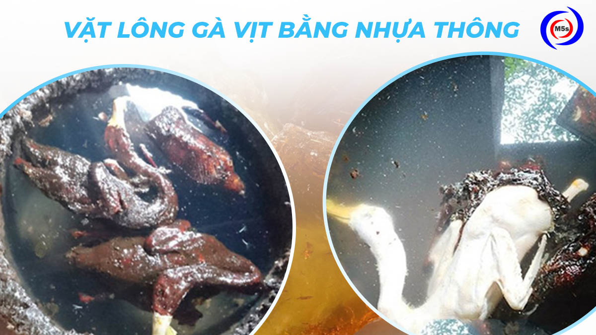 Vặt lông gà vịt bằng hóa chất Vặt lông gà vịt bằng hóa chất
