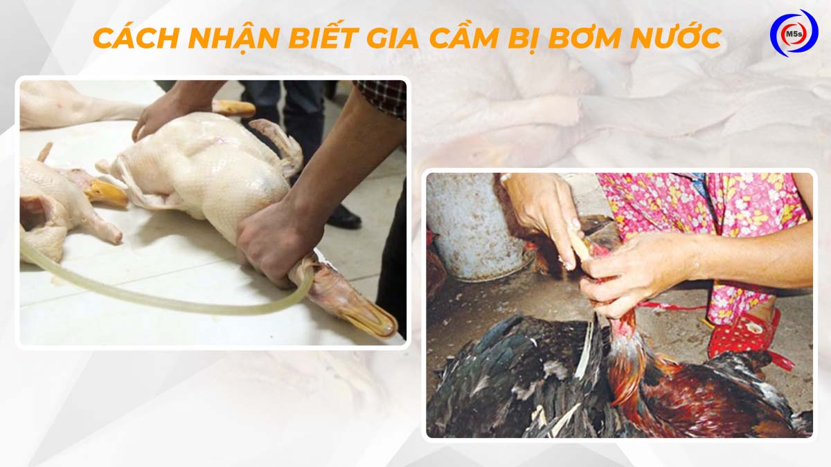 Cách nhận biết gà vịt bị bơm nước Cách nhận biết gà vịt bị bơm nước