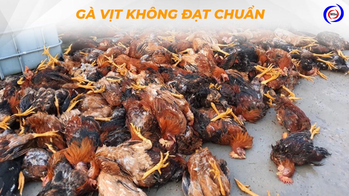 Lựa chọn gà vịt không đạt chuẩn Lựa chọn gà vịt không đạt chuẩn