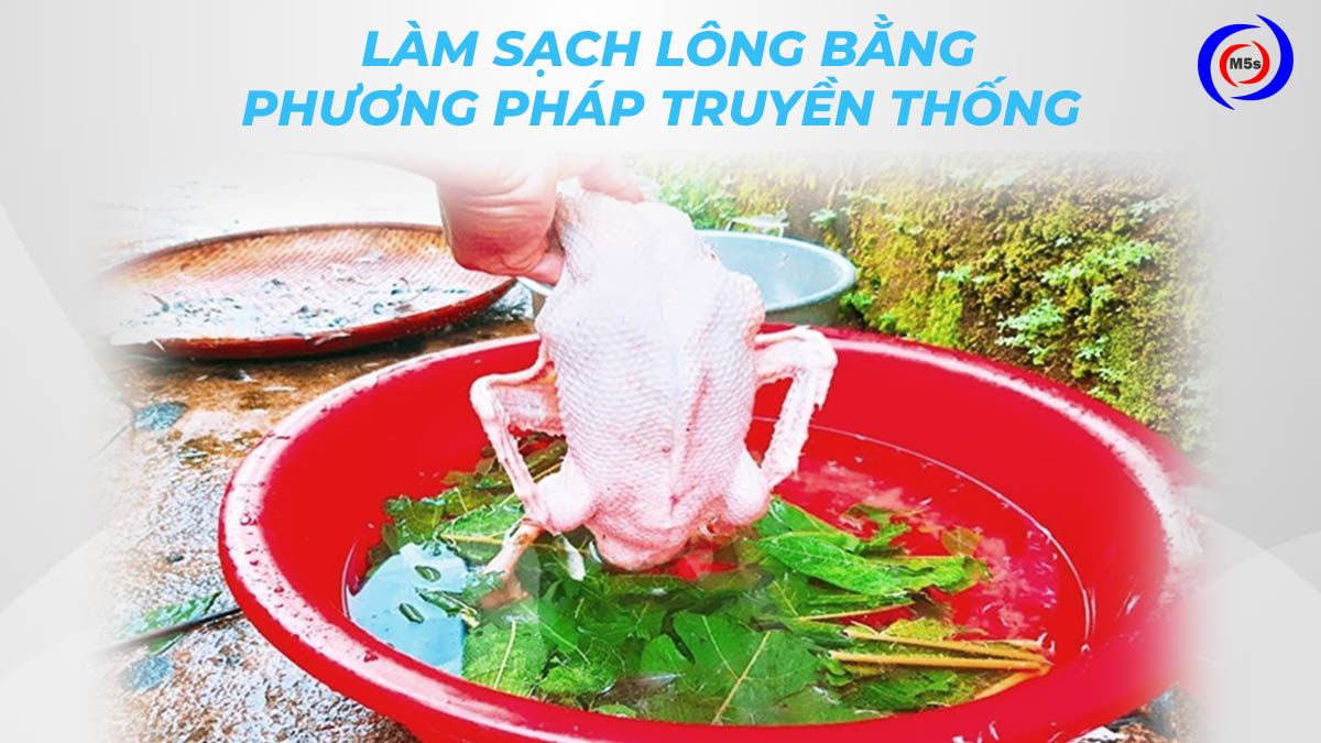 Làm sạch lông gà vịt bằng phương pháp truyền thống Làm sạch lông gà vịt bằng phương pháp truyền thống