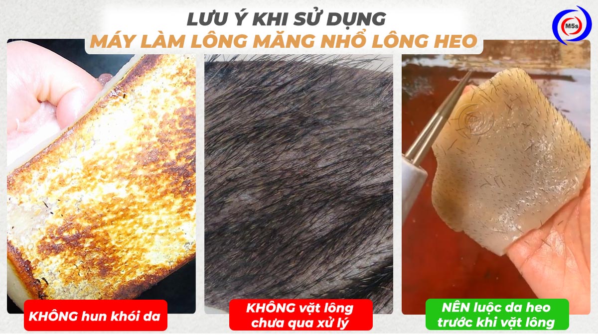 Lưu ý khi sử dụng máy nhổ lông măng để vặt lông heo Lưu ý khi sử dụng máy nhổ lông măng để vặt lông heo