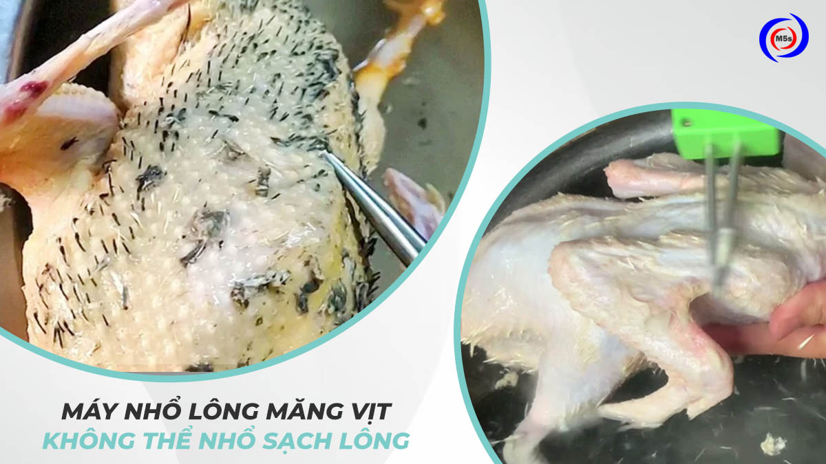 Máy nhổ lông măng vịt không thể nhổ sạch lông Máy nhổ lông măng vịt không thể nhổ sạch lông