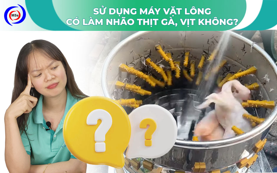 Sử dụng máy vặt lông có làm nhão thịt gà, vịt không? Sử dụng máy vặt lông có làm nhão thịt gà, vịt không?