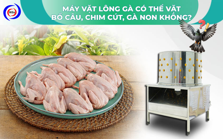 Máy vặt lông gà có vặt được lông chim cút, bồ câu, gà non không? Máy vặt lông gà có vặt được lông chim cút, bồ câu, gà non không?