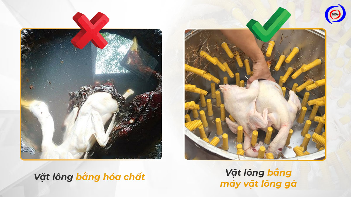 Máy vặt lông gà an toàn cho người sử dụng Máy vặt lông gà an toàn cho người sử dụng