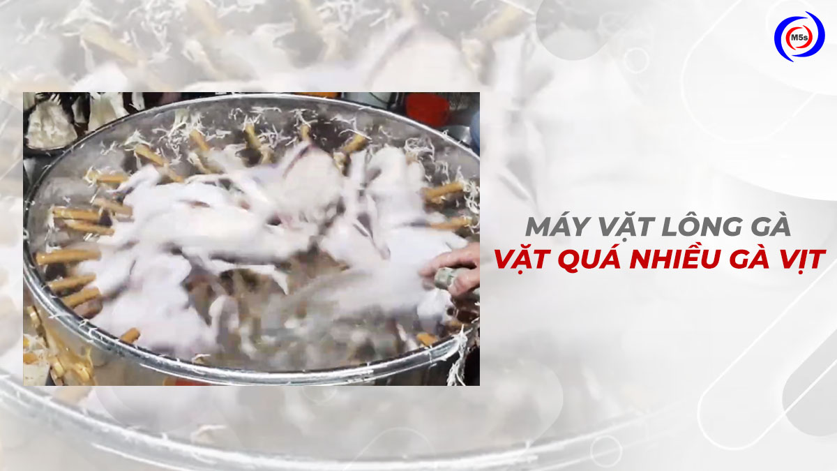 Máy vặt lông gà vặt quá nhiều gà vịt Máy vặt lông gà vặt quá nhiều gà vịt