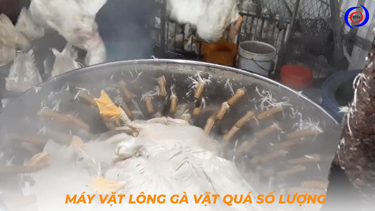 Máy vặt lông gà vặt nhiều gà vịt một lúc Máy vặt lông gà vặt nhiều gà vịt một lúc