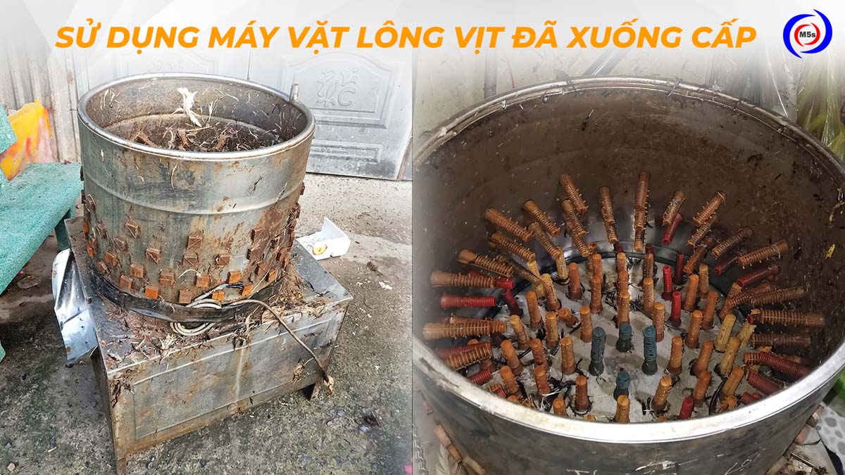 Sử dụng máy vặt lông gà vịt đã xuống cấp Sử dụng máy vặt lông gà vịt đã xuống cấp