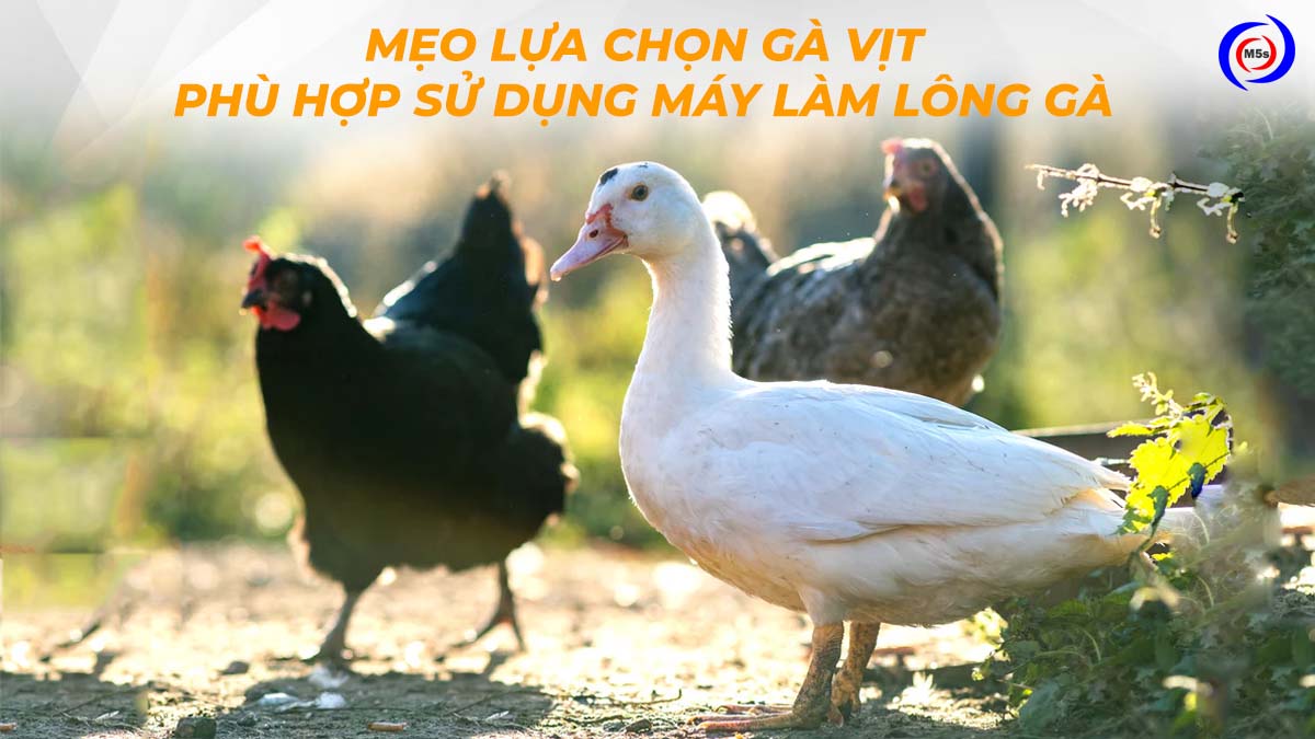 Mẹo lựa chọn gà vịt phù hợp sử dụng với máy vặt lông gà Mẹo lựa chọn gà vịt phù hợp sử dụng với máy vặt lông gà