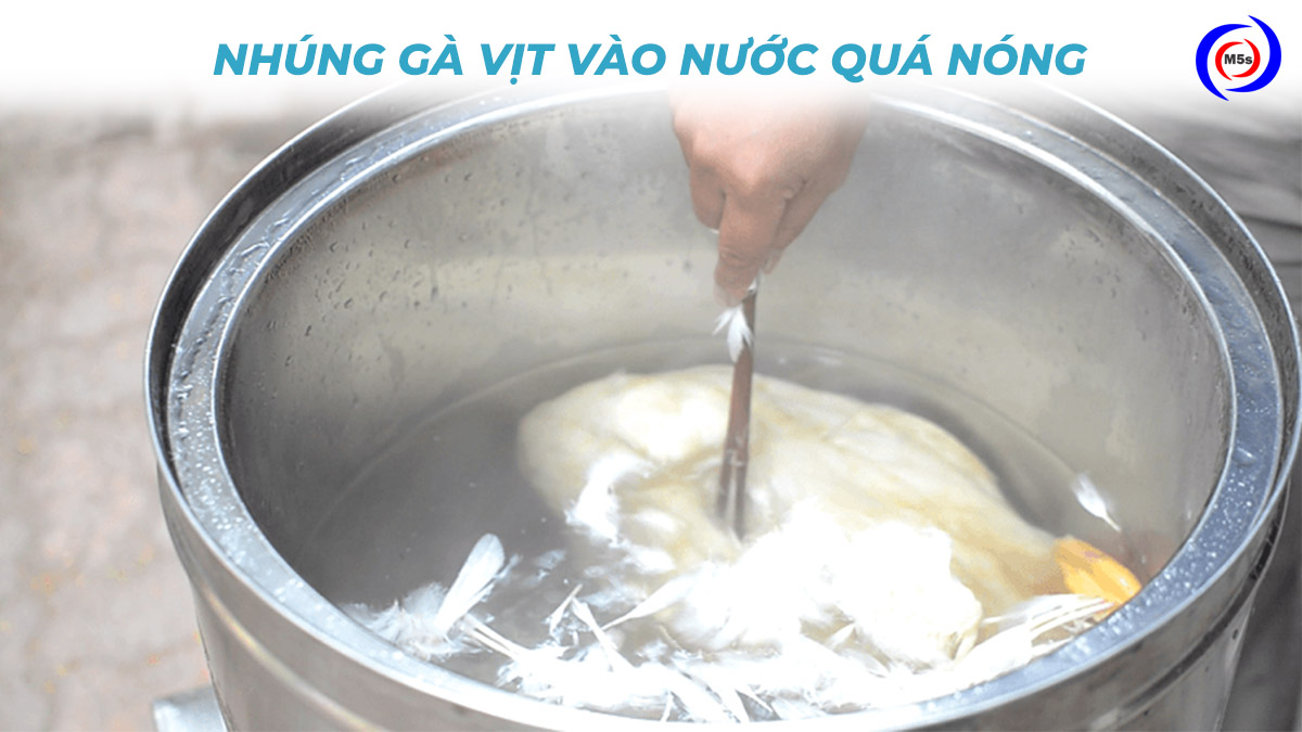 Nhúng gà vịt vào nước quá nóng Nhúng gà vịt vào nước quá nóng