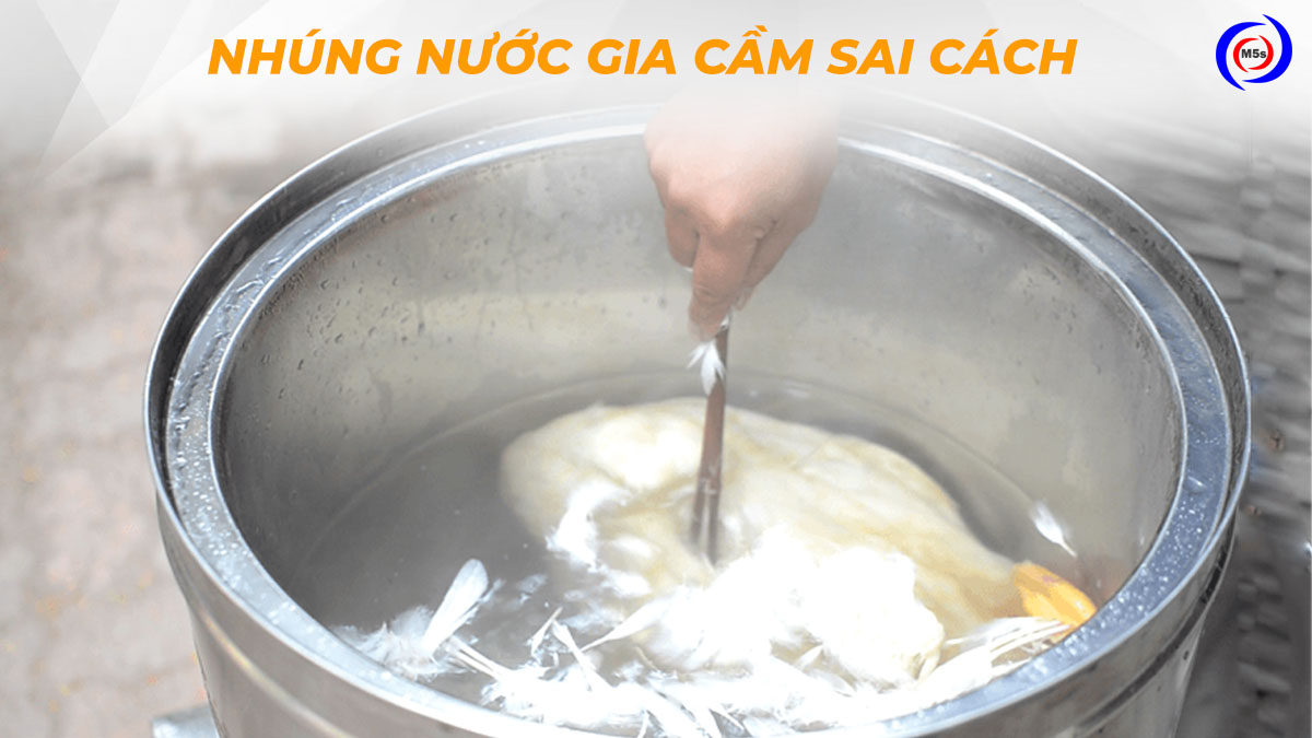 Nhúng nước gia cầm sai cách Nhúng nước gia cầm sai cách