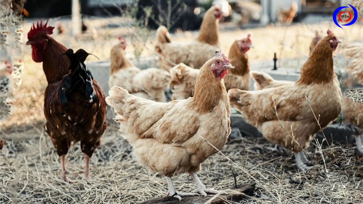 Số lượng gà vịt cần vặt lông Số lượng gà vịt cần vặt lông