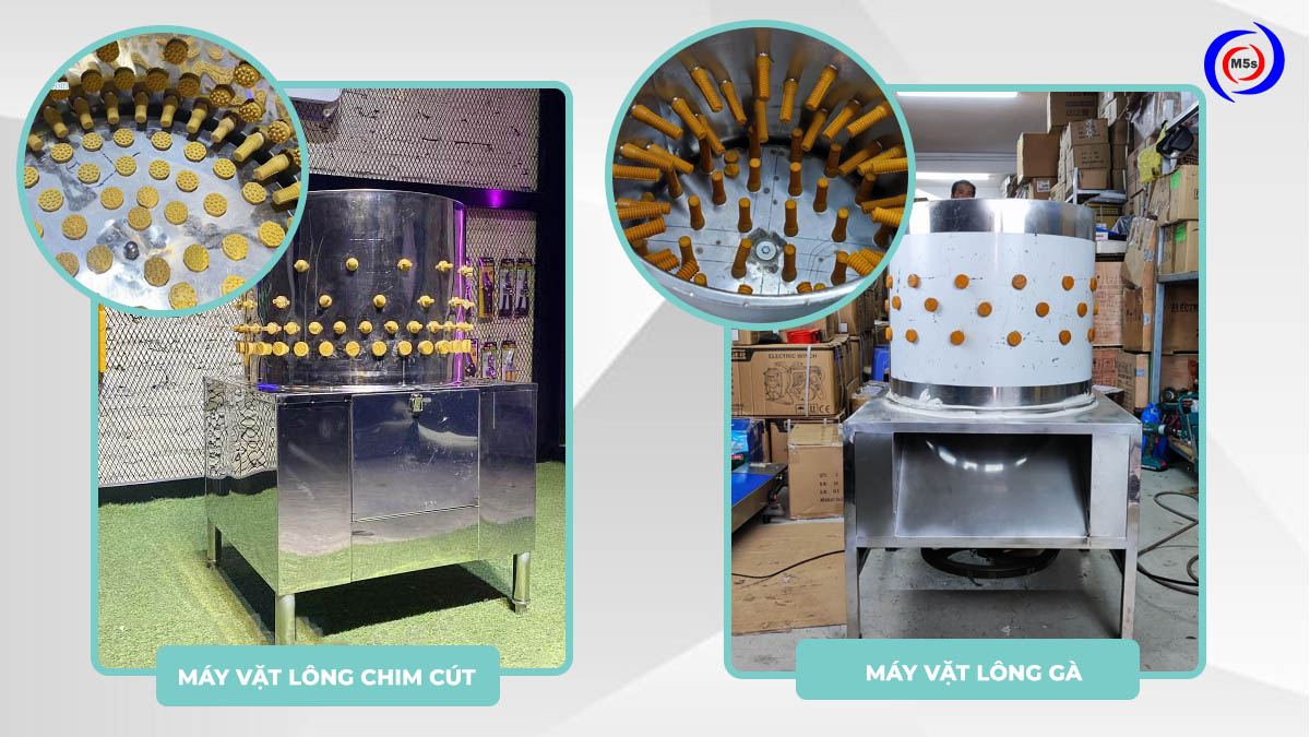 So sánh máy vặt lông chim cút với máy vặt lông gà So sánh máy vặt lông chim cút với máy vặt lông gà