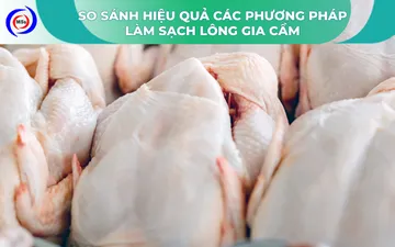 So sánh hiệu quả các phương pháp làm sạch lông gia cầm