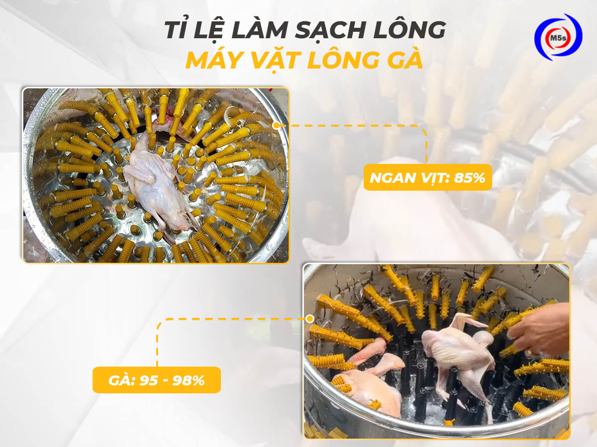 Tỉ lệ làm sạch của máy vặt lông gà Tỉ lệ làm sạch của máy vặt lông gà