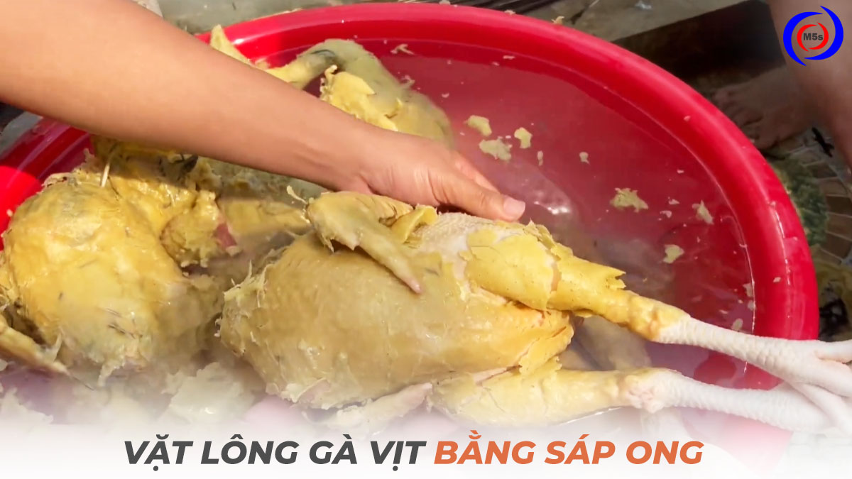 Vặt lông gà vịt bằng sáp ong Vặt lông gà vịt bằng sáp ong