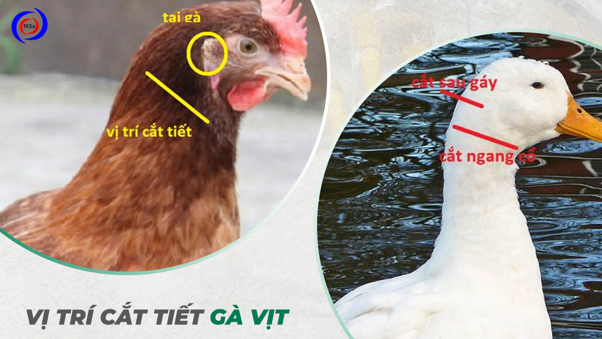 Vị trí cắt tiết gà vịt Vị trí cắt tiết gà vịt