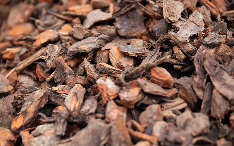 Vietnamese Pine Bark