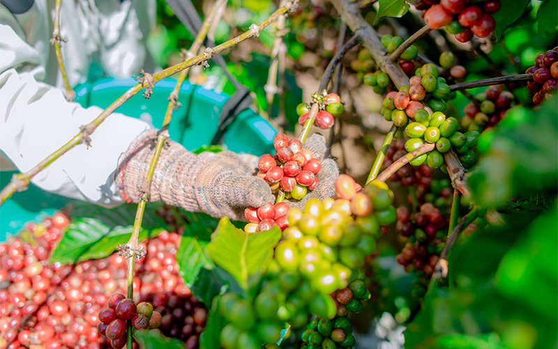 Nhiều sản phẩm cà phê tại Việt Nam pha trộn tạp chất, hóa chất và hương liệu, làm giảm chất lượng cà phê nguyên chất. Nhiều sản phẩm cà phê tại Việt Nam pha trộn tạp chất, hóa chất và hương liệu, làm giảm chất lượng cà phê nguyên chất.