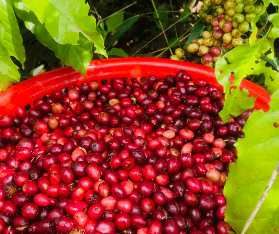 Quy trình sơ chế tại TINO Coffee Quy trình sơ chế tại TINO Coffee