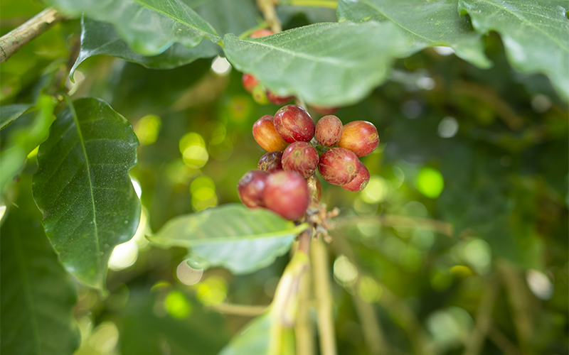 The process of planting pure and clean coffee helps plants grow vigorously, with abundant fruits, plump seeds, high yield, and high quality. The process of planting pure and clean coffee helps plants grow vigorously, with abundant fruits, plump seeds, high yield, and high quality.