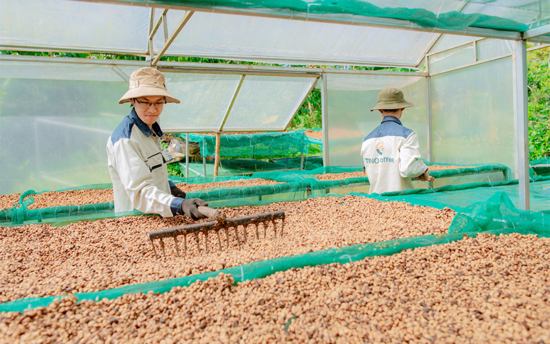 Clean coffee is a type of coffee made from 100% pure coffee beans, without mixing any other ingredients, chemicals, or impurities. Clean coffee is a type of coffee made from 100% pure coffee beans, without mixing any other ingredients, chemicals, or impurities.