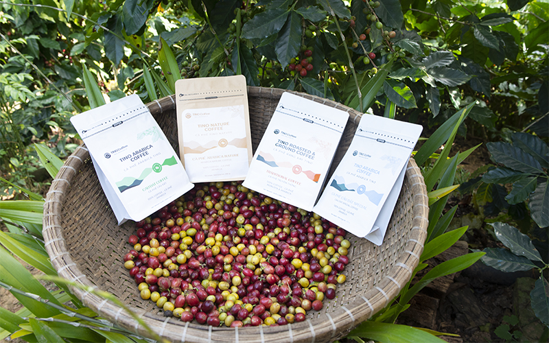 Lựa chọn TINO COFFEE cà phê nguyên chất 100% giúp bạn có cuộc sống tốt hơn! Lựa chọn TINO COFFEE cà phê nguyên chất 100% giúp bạn có cuộc sống tốt hơn!