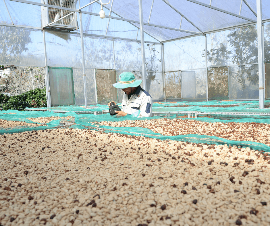 TINO Coffee áp dụng quy trình sơ chế chất lượng cao và sản phẩm được phơi chủ yếu trong nhà kín. TINO Coffee áp dụng quy trình sơ chế chất lượng cao và sản phẩm được phơi chủ yếu trong nhà kín.