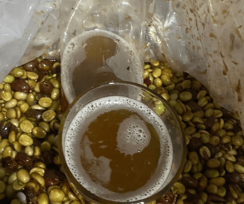 Preparing fermentation with Kombucha Preparing fermentation with Kombucha