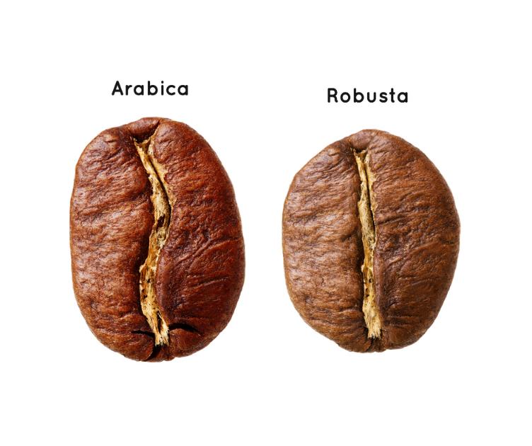 Hạt cà phê rang Arabica và Robusta Hạt cà phê rang Arabica và Robusta
