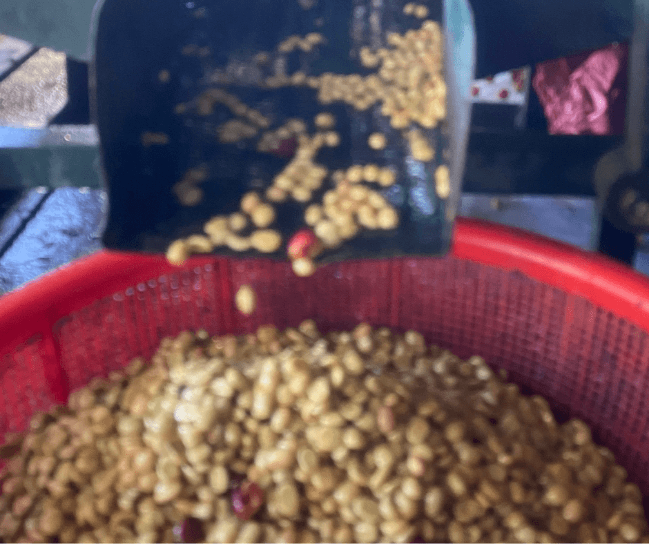 600 TINO Coffee uses the washed processing method, so after washing and removing impurities, the coffee cherries are hulled before fermentation.